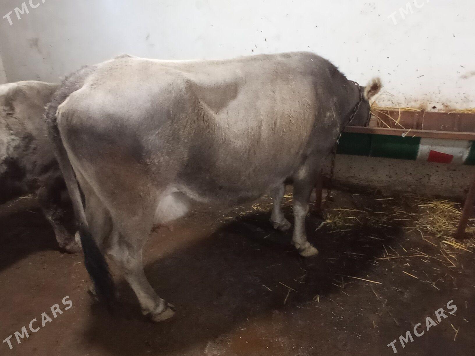 Suytlu sygyr shwes tohum - Çoganly - img 1