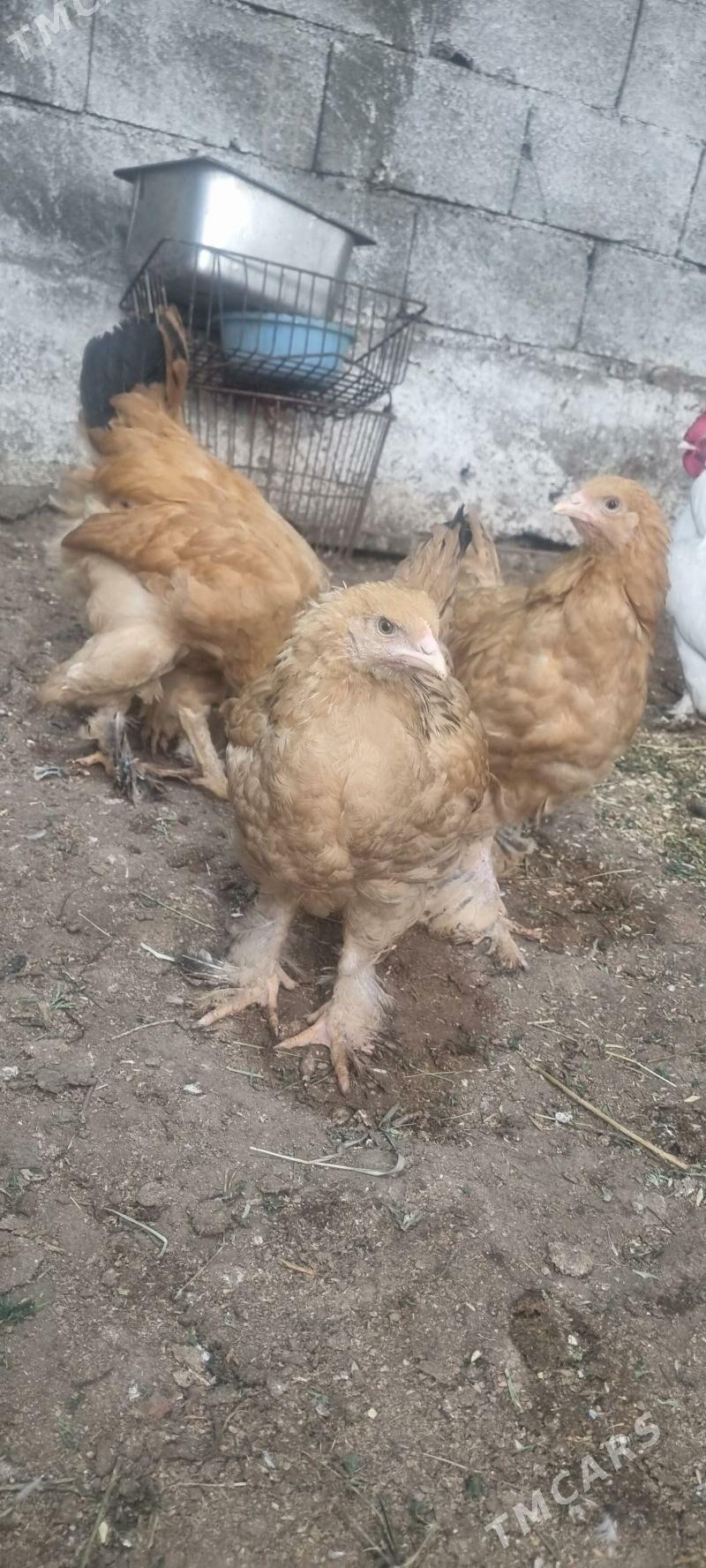 brama juyje - Багир - img 1