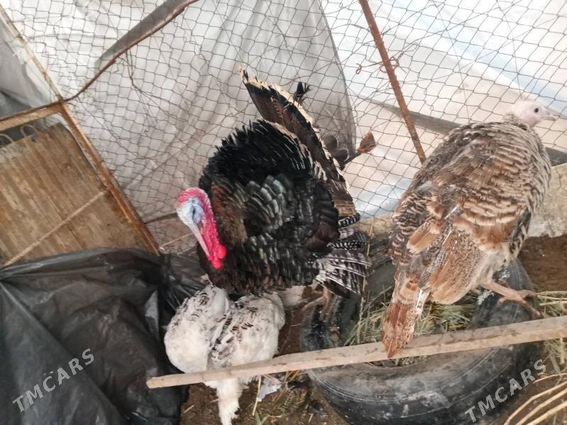 induk - Мары - img 1