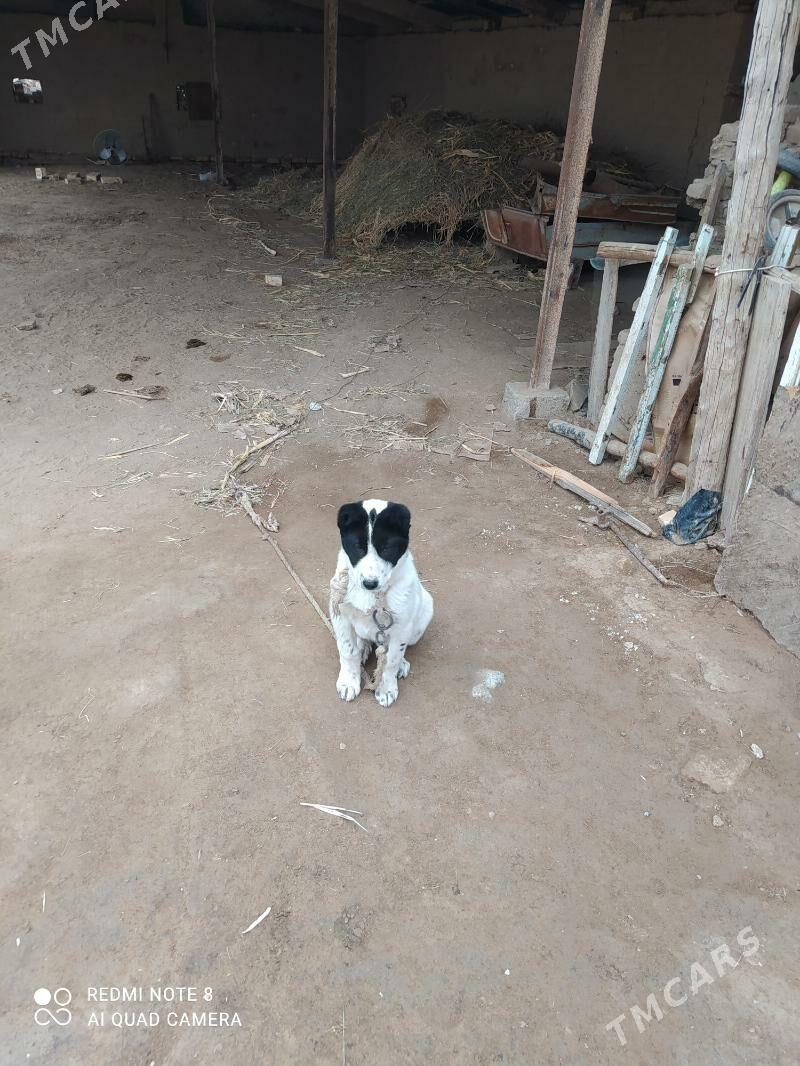 turkmen it - Sakarçäge - img 1