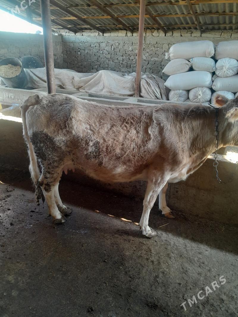 ğöle sygyr - Гызыларбат - img 1