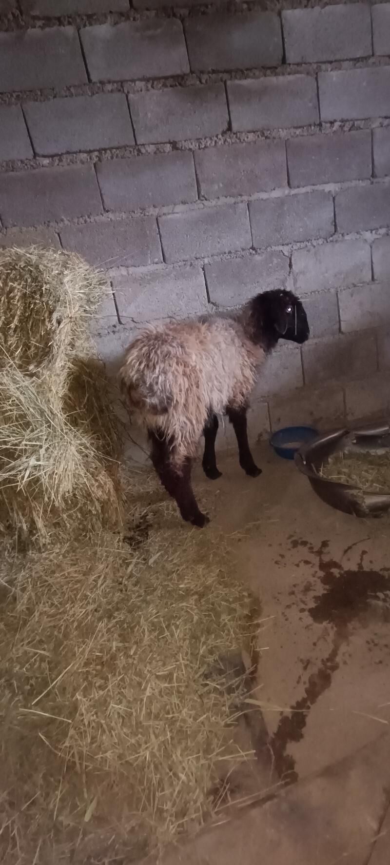 Tokly - Бахарден - img 1