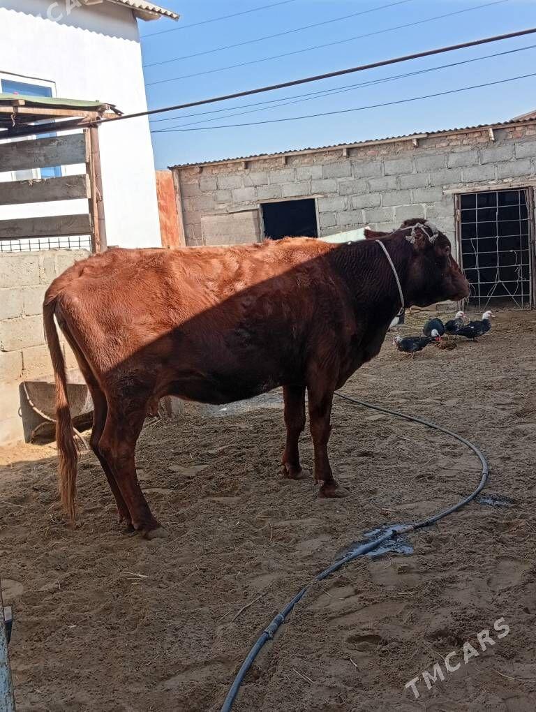 сыгыр - Гумдаг - img 1