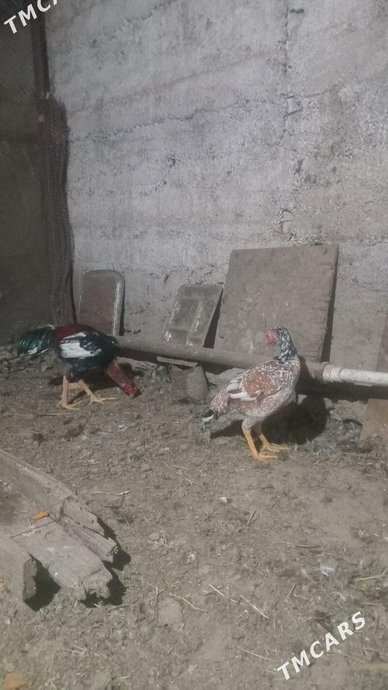 Taskent - Aşgabat - img 1