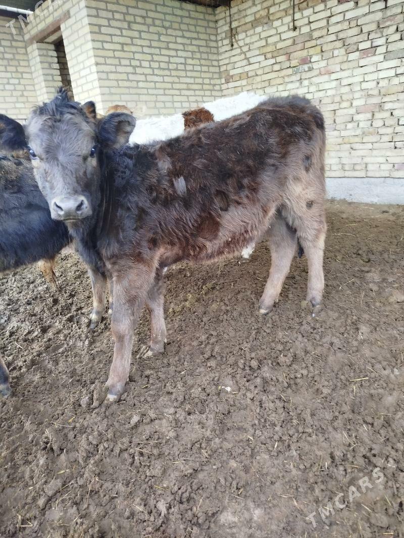 Gole - Байрамали - img 1