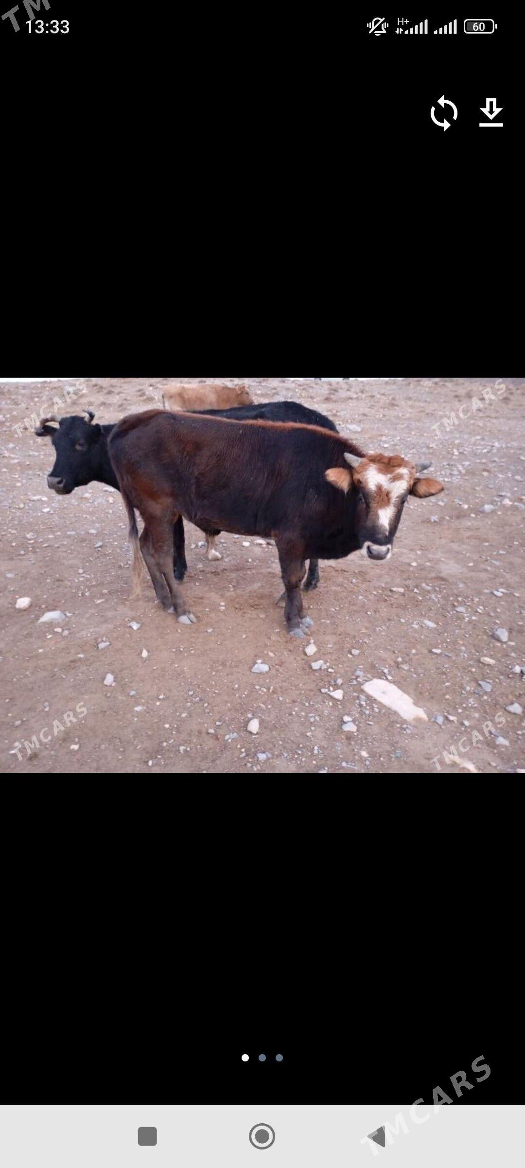 Öküz - Балканабат - img 1