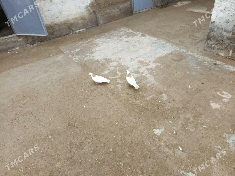 kepderi. - Гызыларбат - img 1