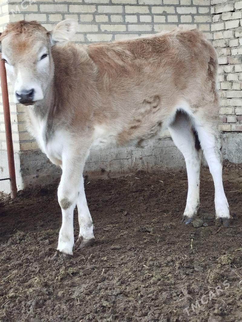 Gole - Байрамали - img 1