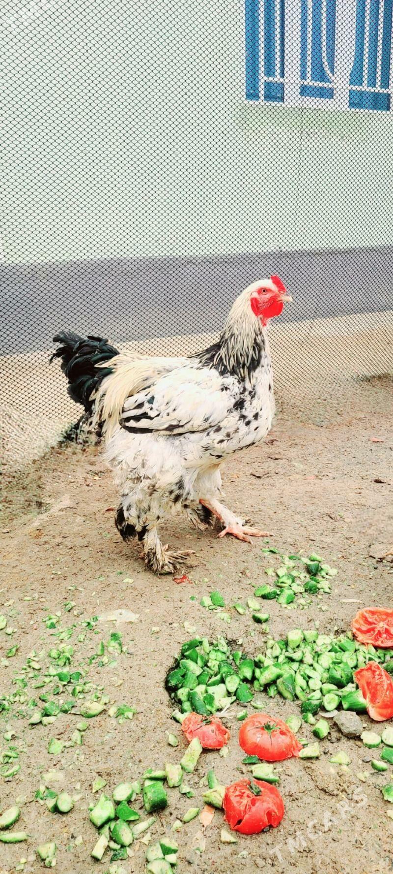 Towuk Horaz - Гызыларбат - img 1