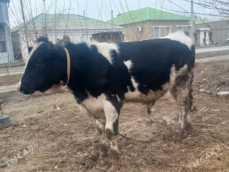 Simental Ökiz - Ашхабад - img 1