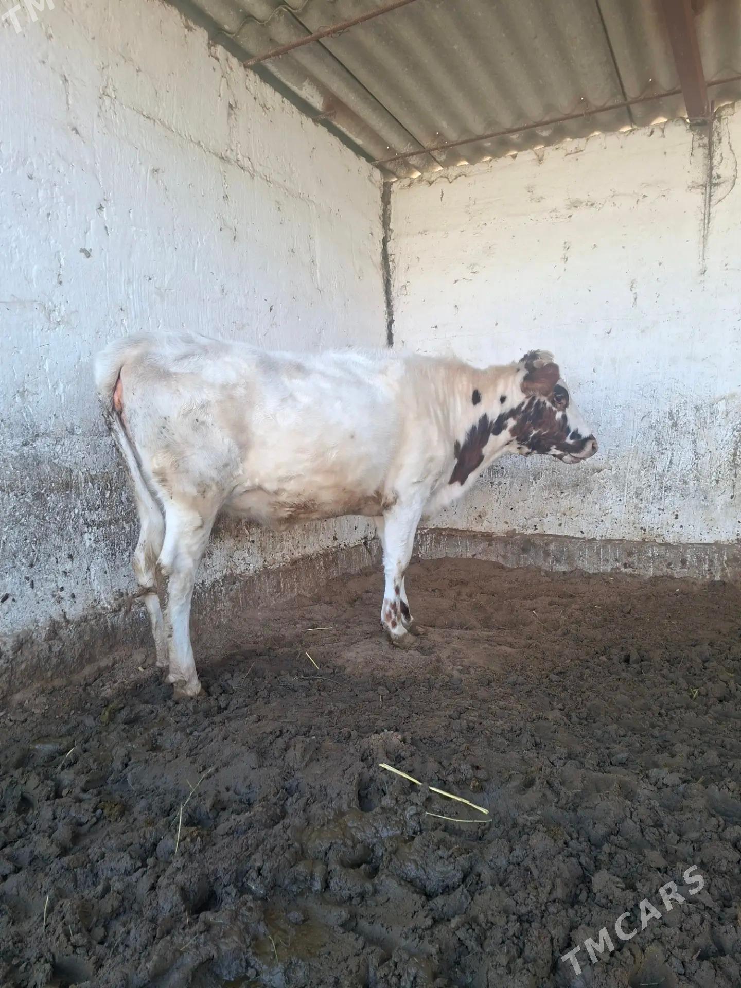 TUWE - Гёкдепе - img 1