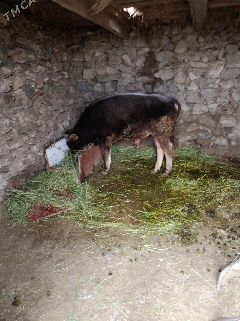 öküz - Бахарден - img 1