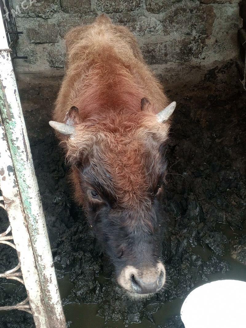 Öküz 3-sany - Ашхабад - img 1