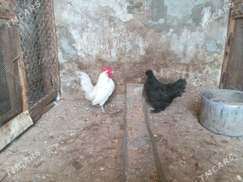 karlik - Gyzylarbat - img 1