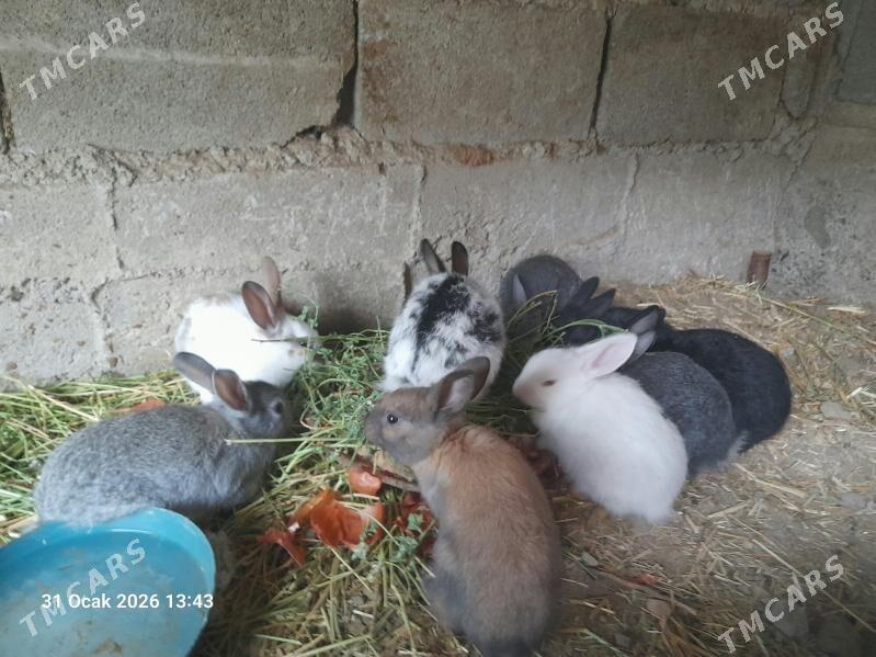 towsan - Bäherden - img 1