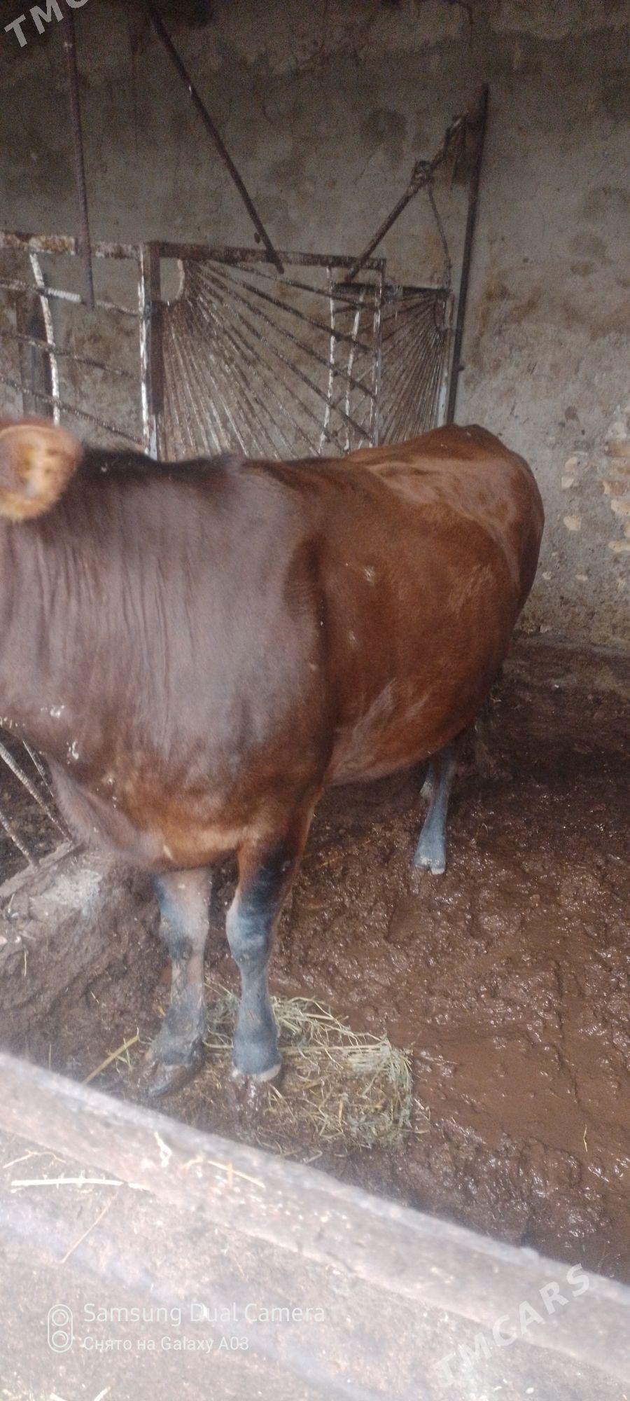 sygyr bakylan - Гёкдепе - img 1