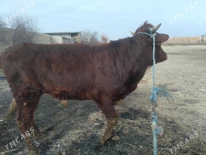 baklyk öküz - Туркменабат - img 1