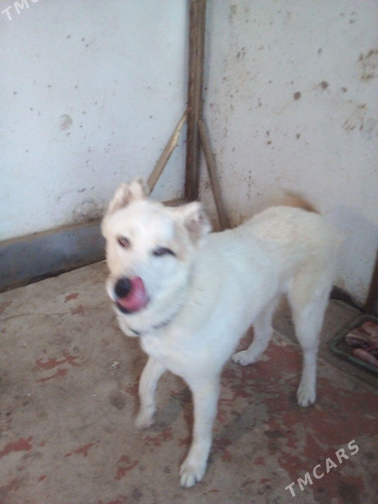 Alabaý - Arzuw - img 1