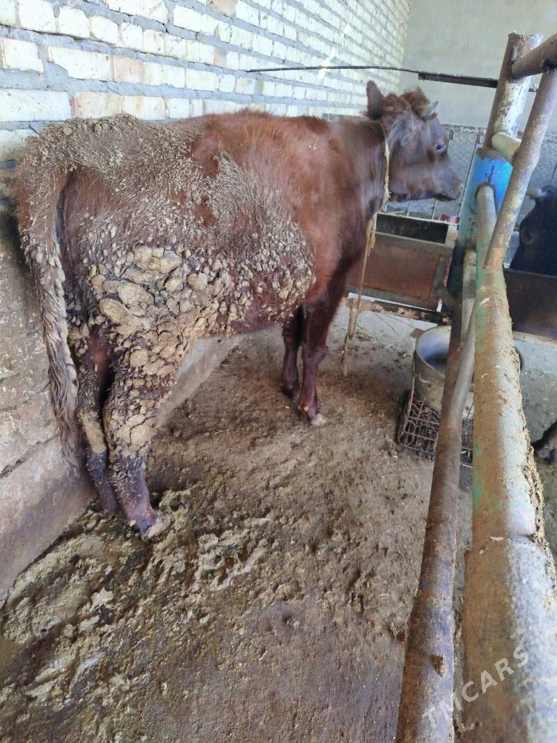 Tüwe - Бахарден - img 1