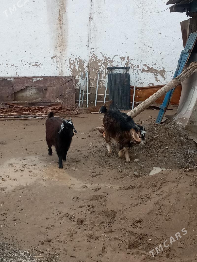 Çebis tokly - Ёлётен - img 1