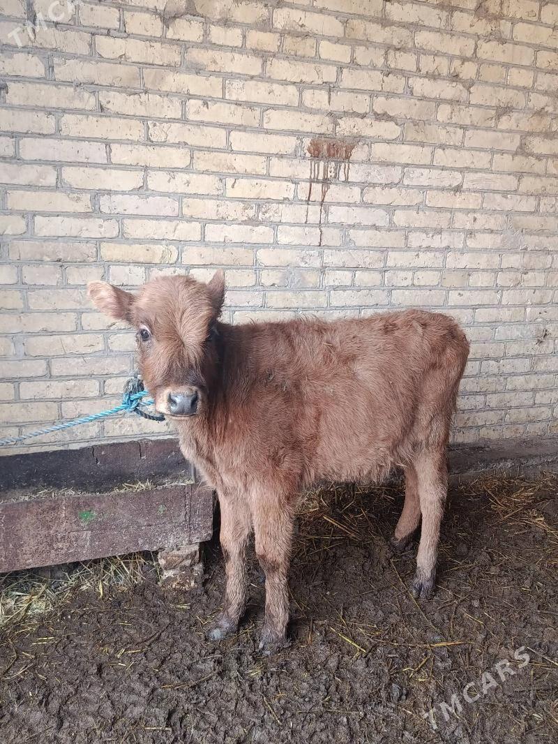 унаджын - Чарджоу - img 1