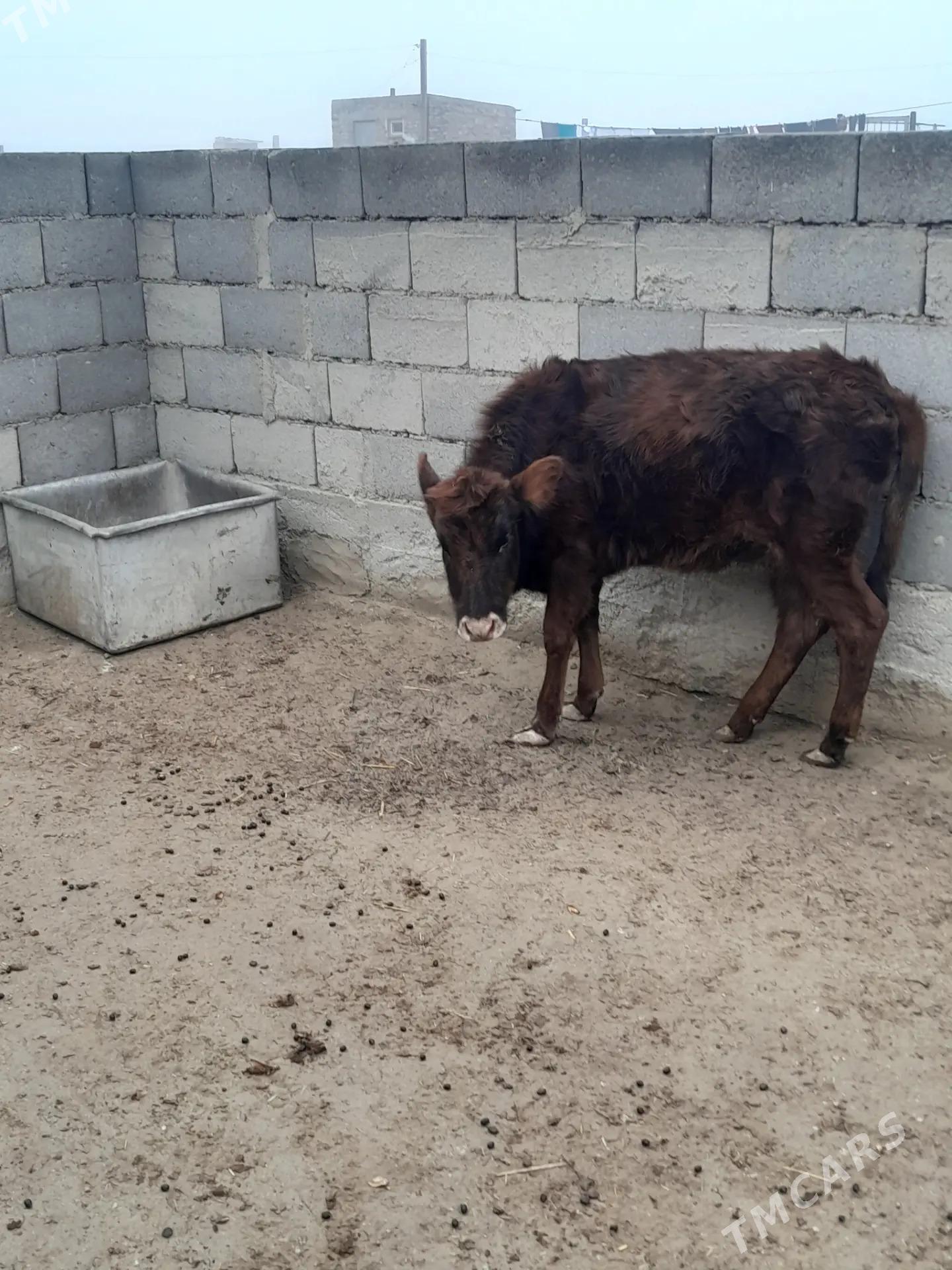 gole - Bereket - img 1