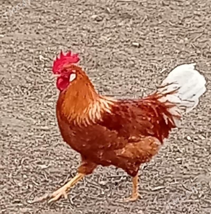 Horaz - Gyzylarbat - img 1