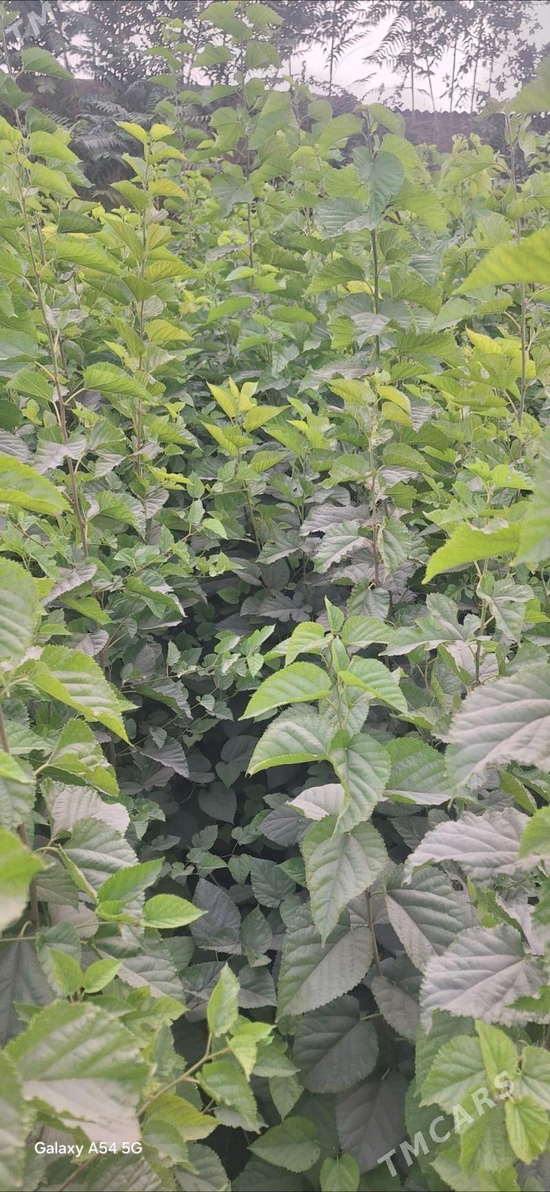 tut nahaly - Халач - img 1