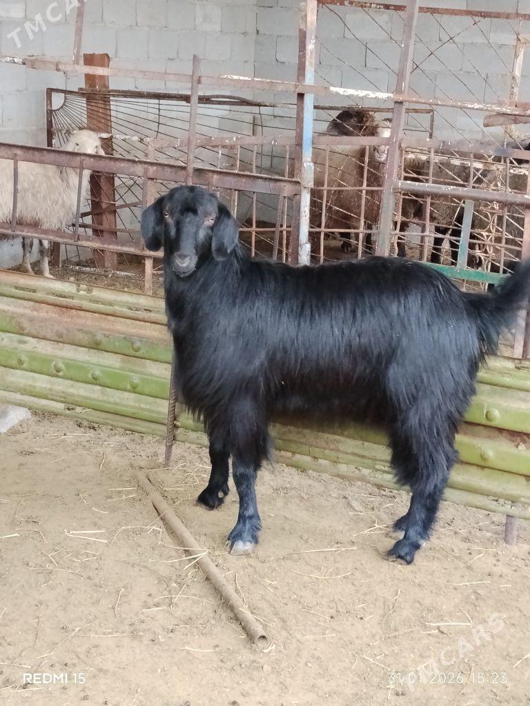 erkec - Рухабат (90-й разьезд) - img 1