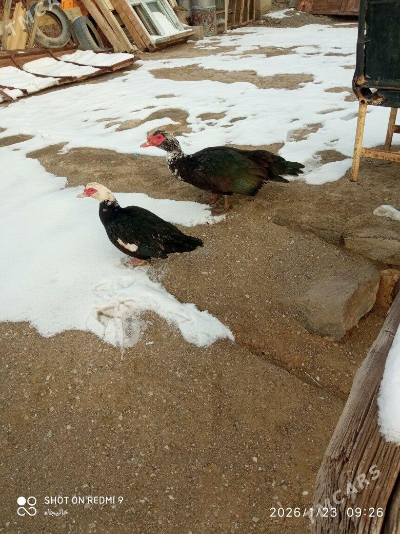 induwutka - Берекет - img 1