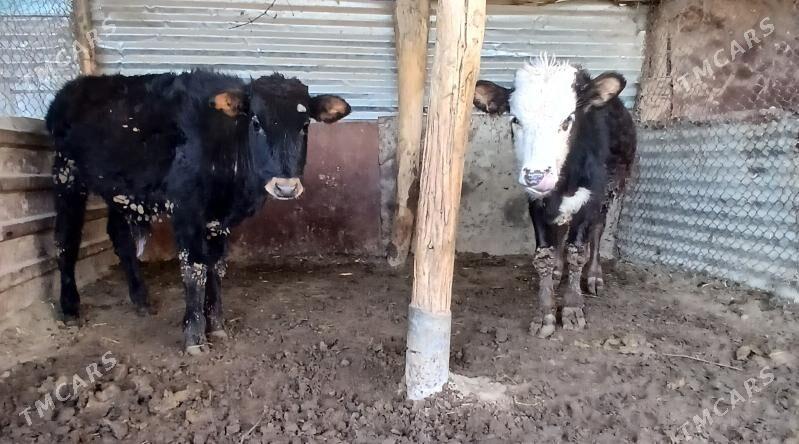 okuzler - Херрикгала - img 1