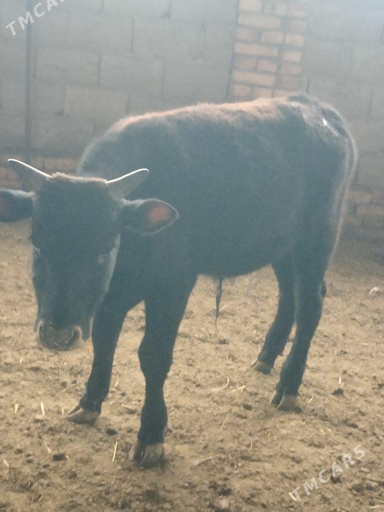 Öküzler - Гызыларбат - img 1