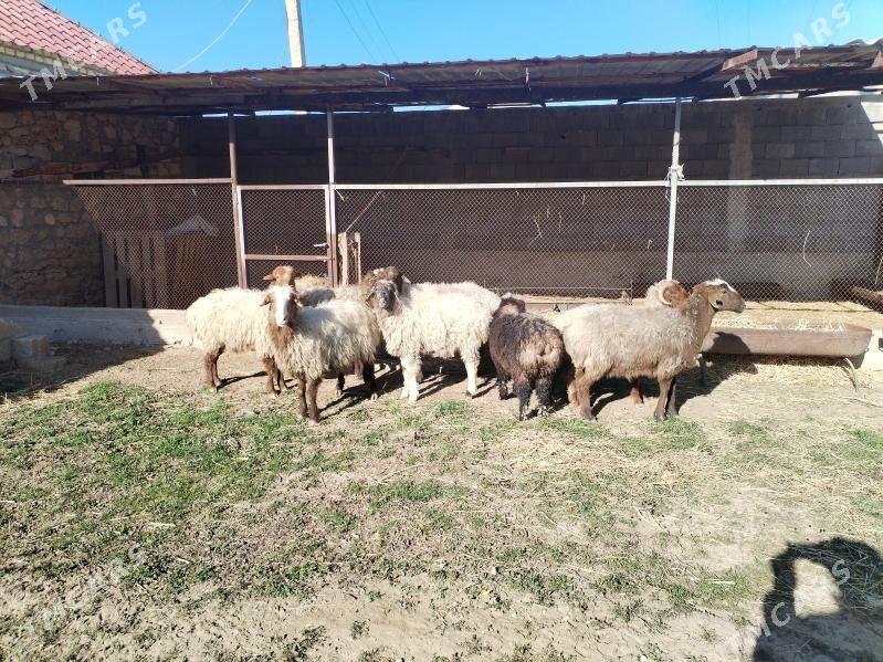 Semiz goýun - Балканабат - img 1