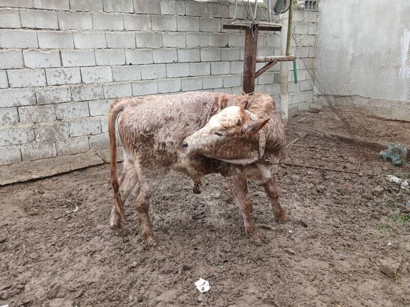 Göle öküz - Бузмеин - img 1