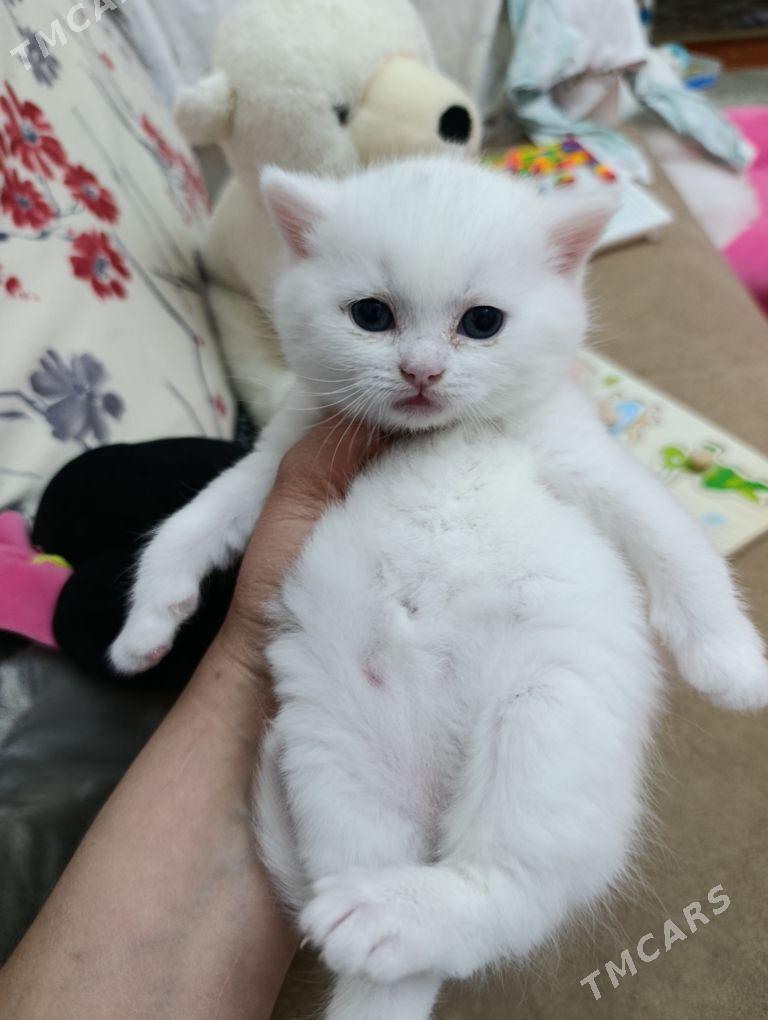 шотландский белоснежный котено - Aşgabat - img 1