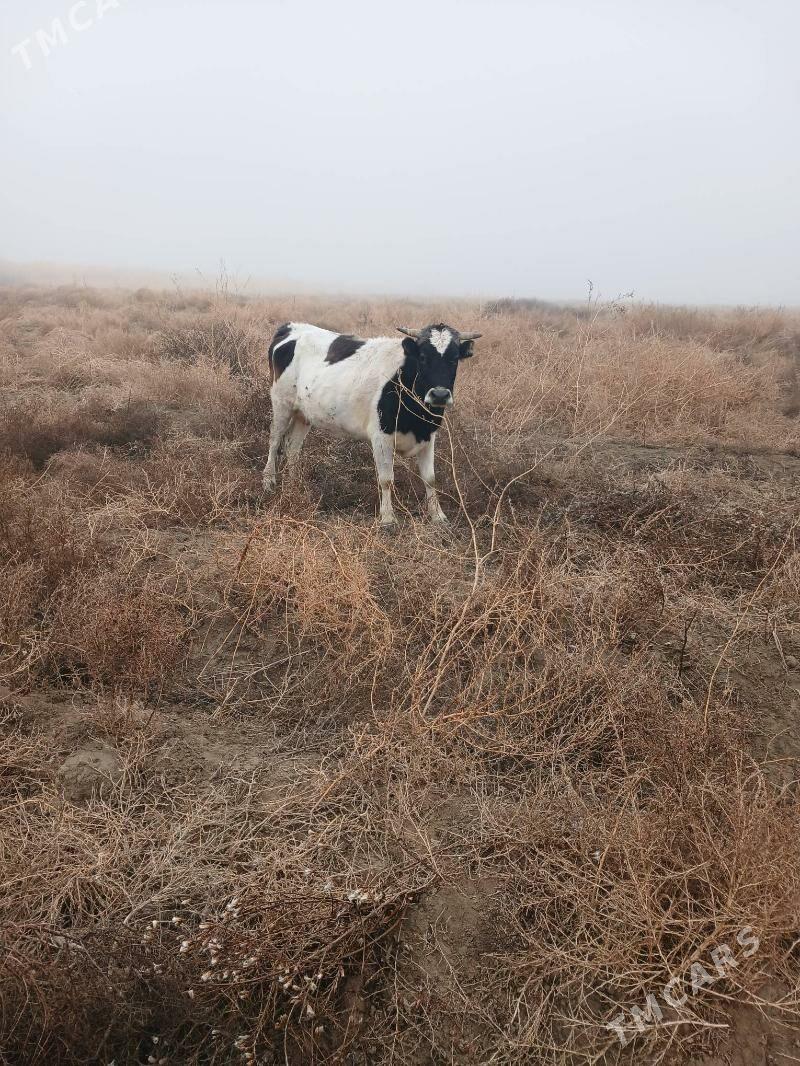 goleli sygyr - Gyzylarbat - img 1
