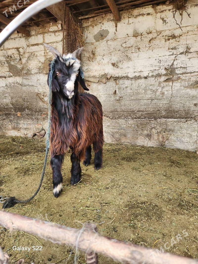 Cewis erkec - Köşi - img 1