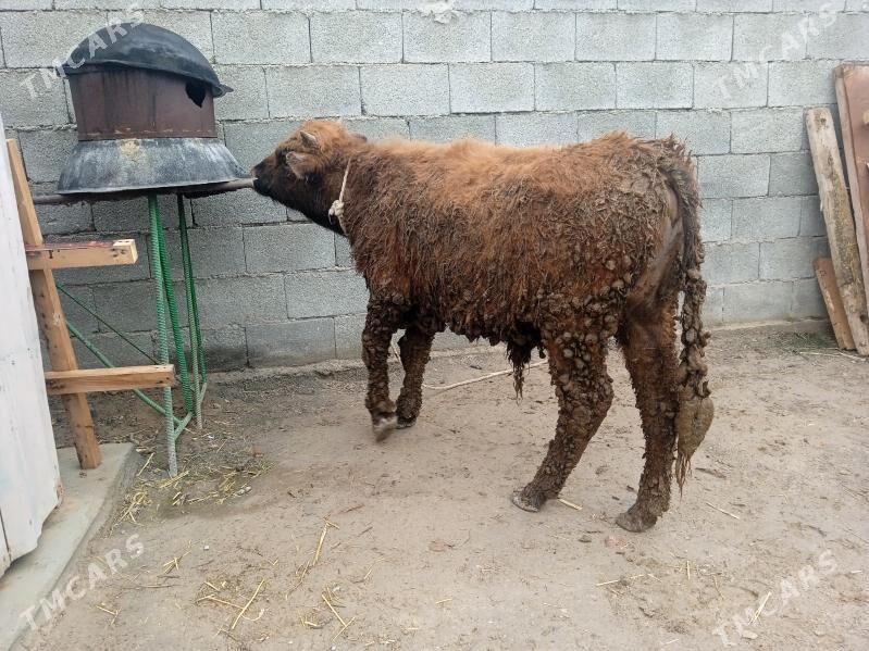 öküz okuz - Кипджак - img 1