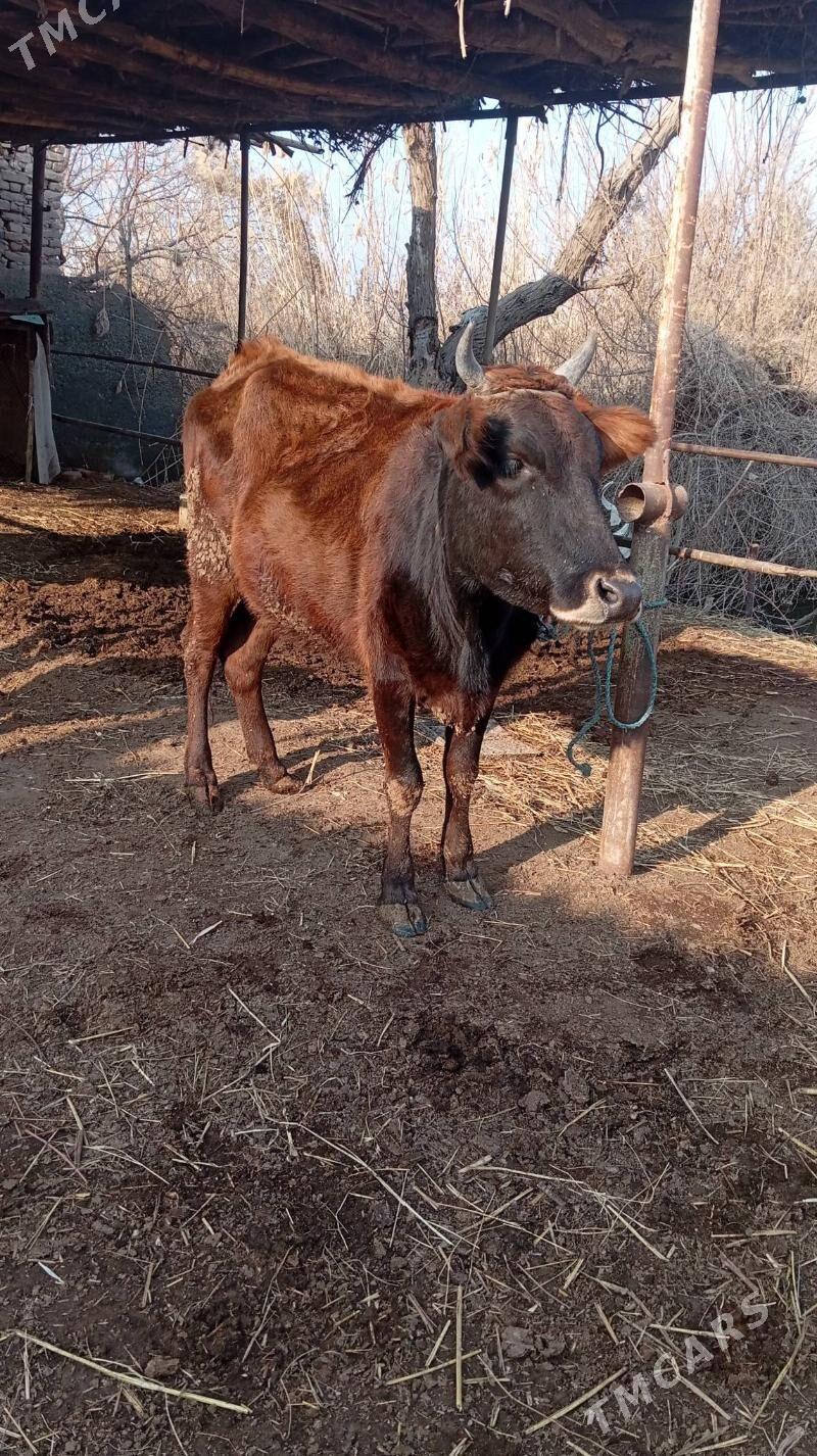 boğaz sygyr - Sakar - img 1