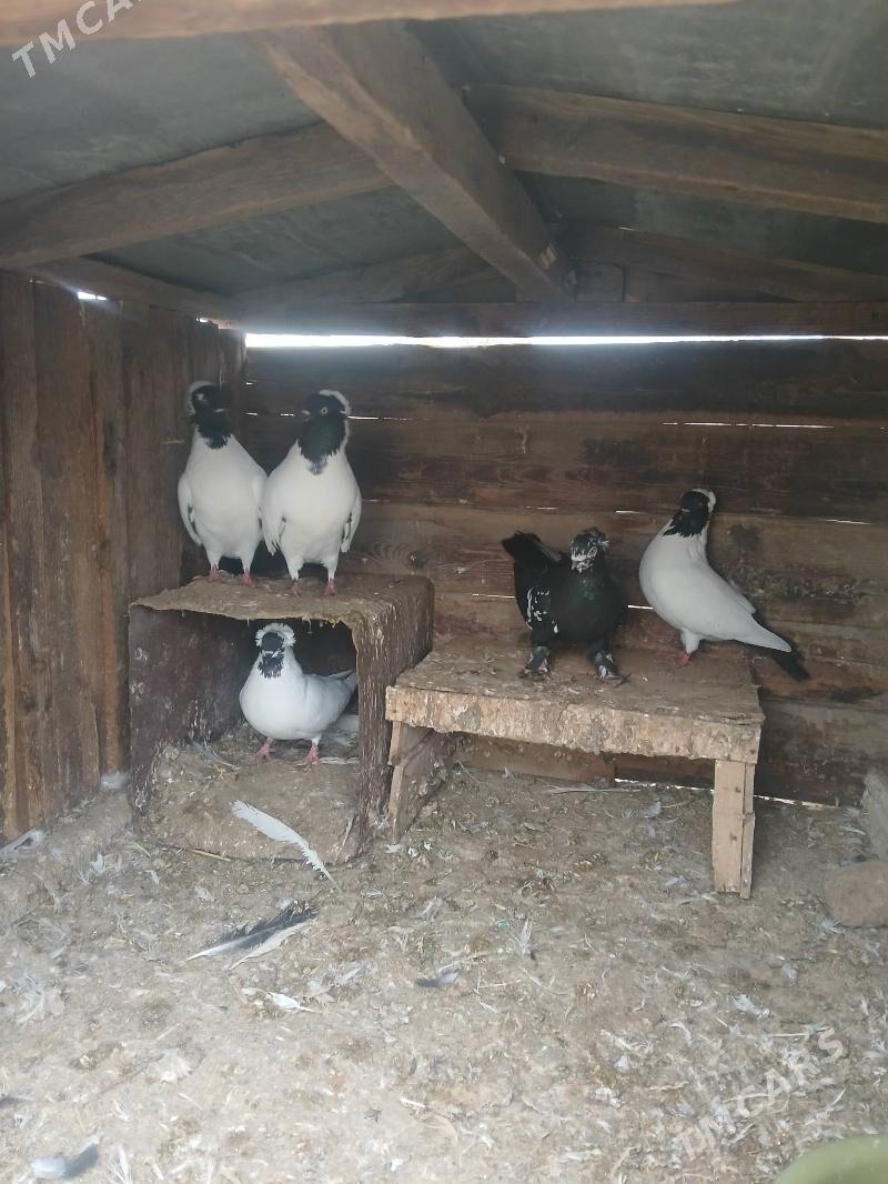 kepderi - Бабадайхан - img 1