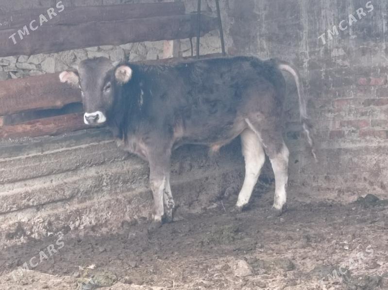 okuz - Бахарден - img 1