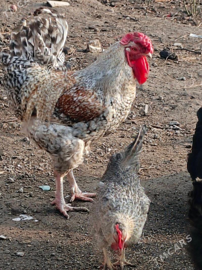 horaz - Türkmenabat - img 1