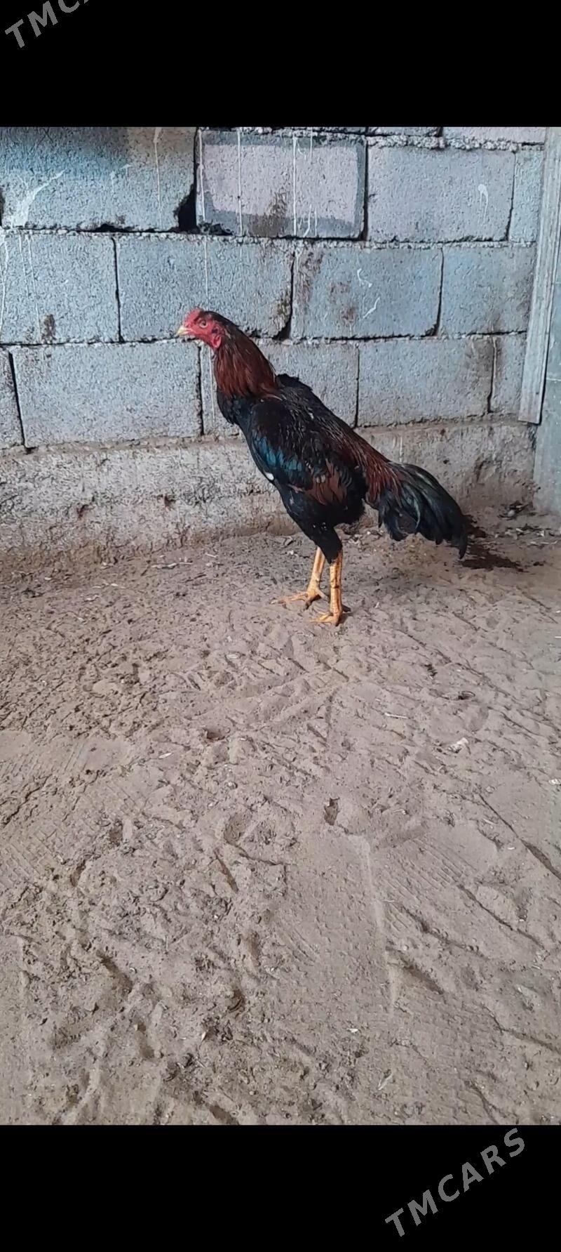 Taskent juyje - Büzmeýin - img 1