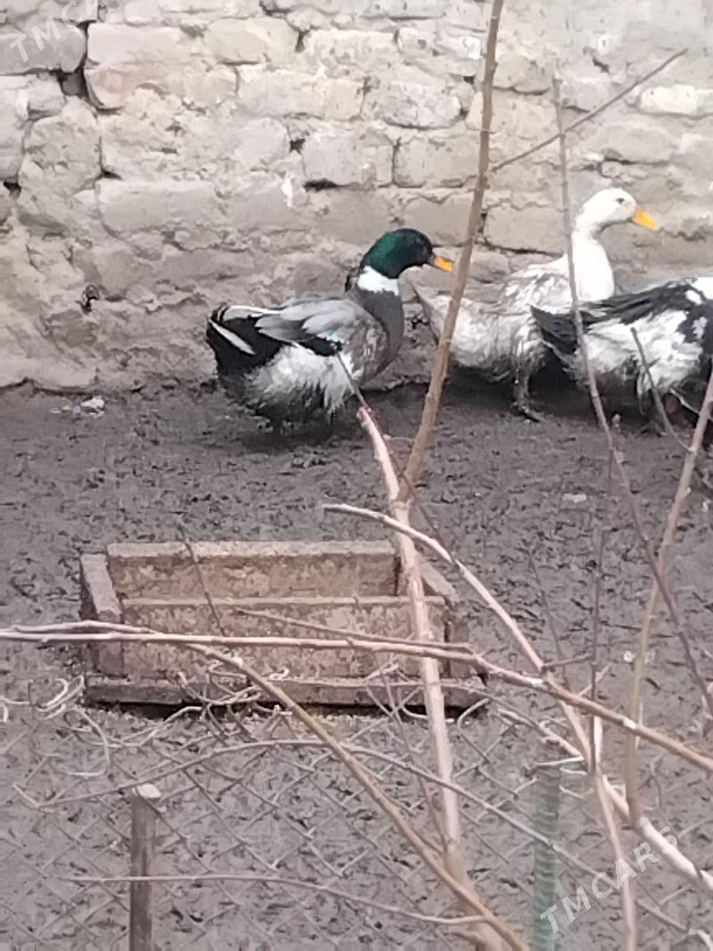 ordek - Hitrowka - img 1