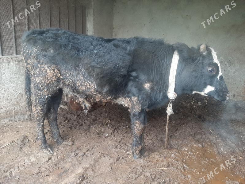 okuz - Bagyr - img 1