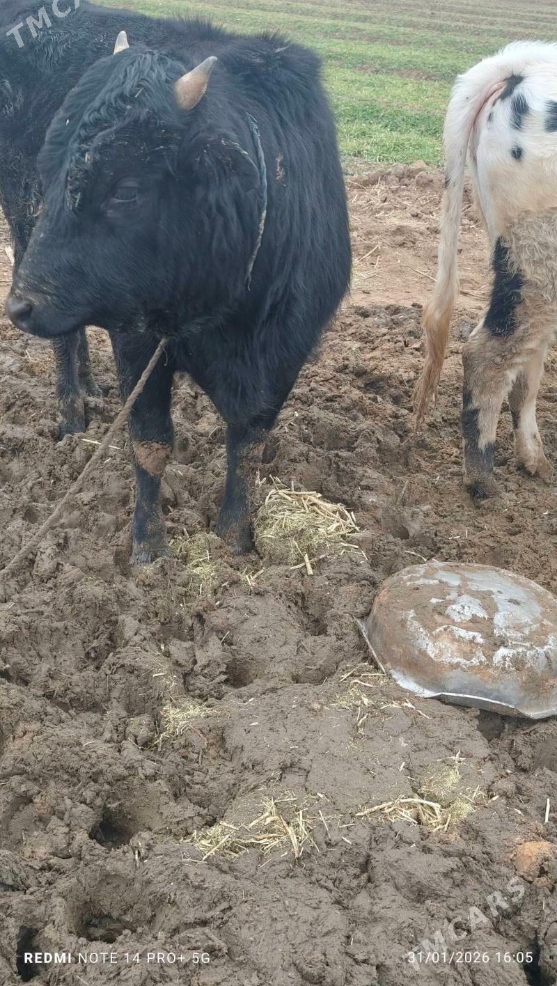 Öküz - Babadaýhan - img 1