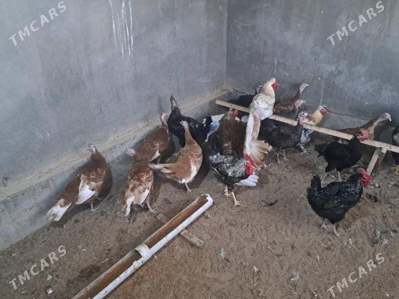 индюк юмуртга - Туркменабат - img 1