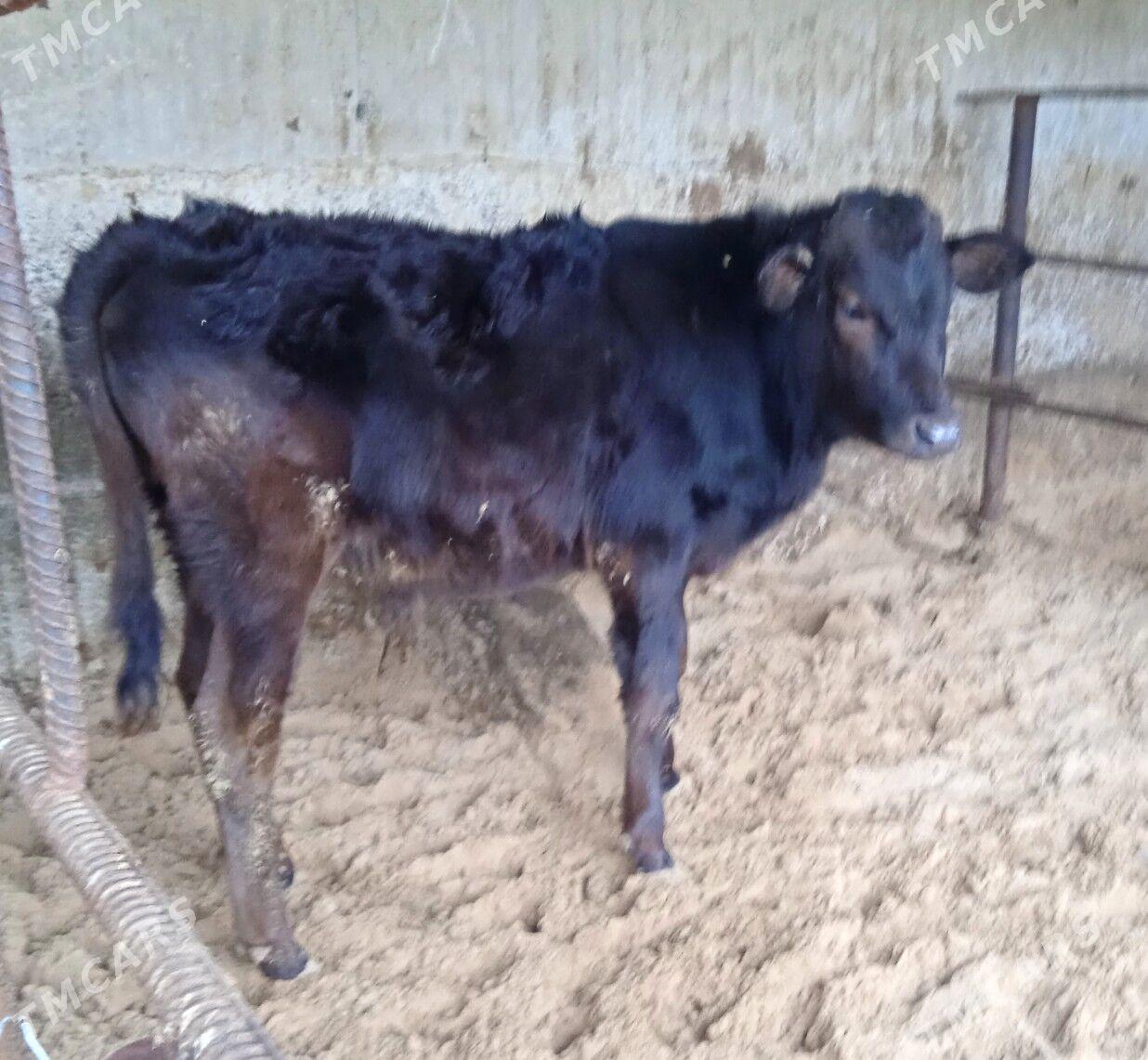 gibirit okuz - Ашхабад - img 1