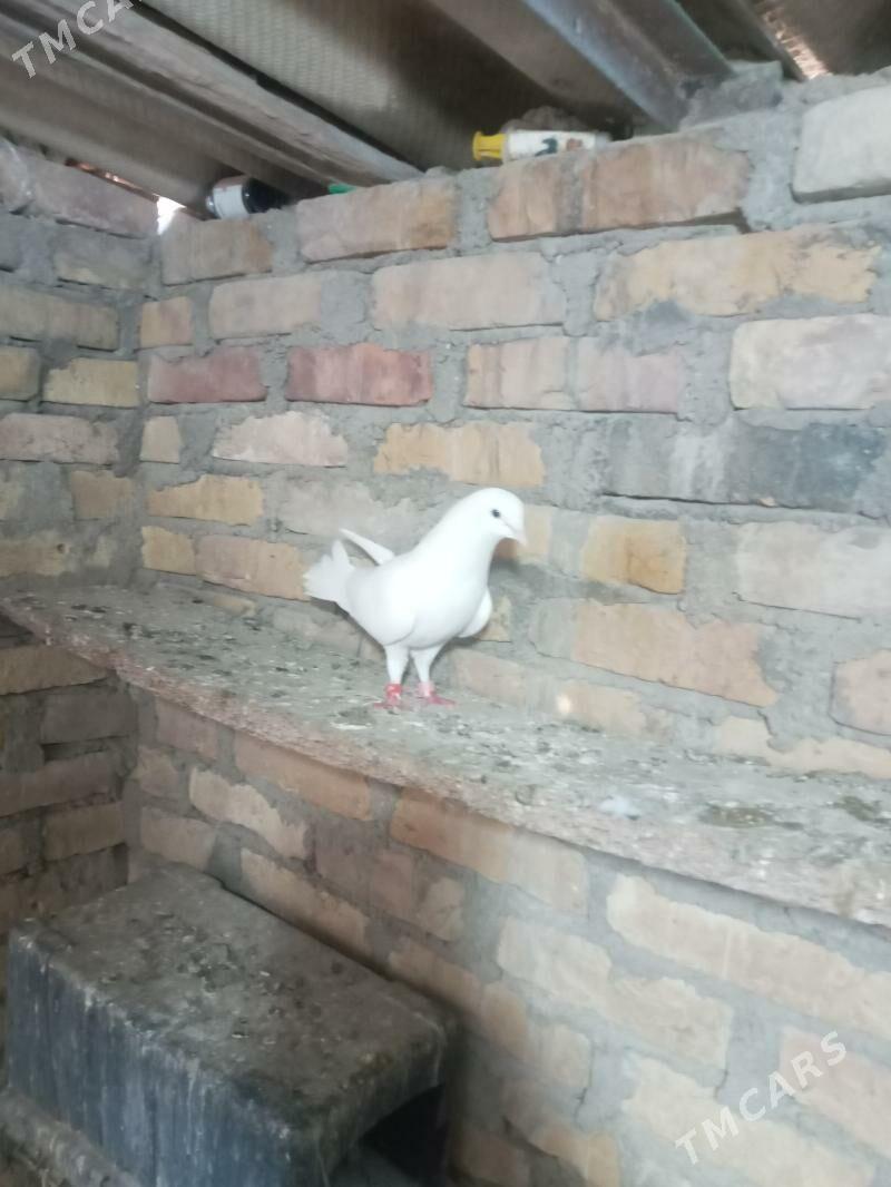 kepderi - Balkanabat - img 1