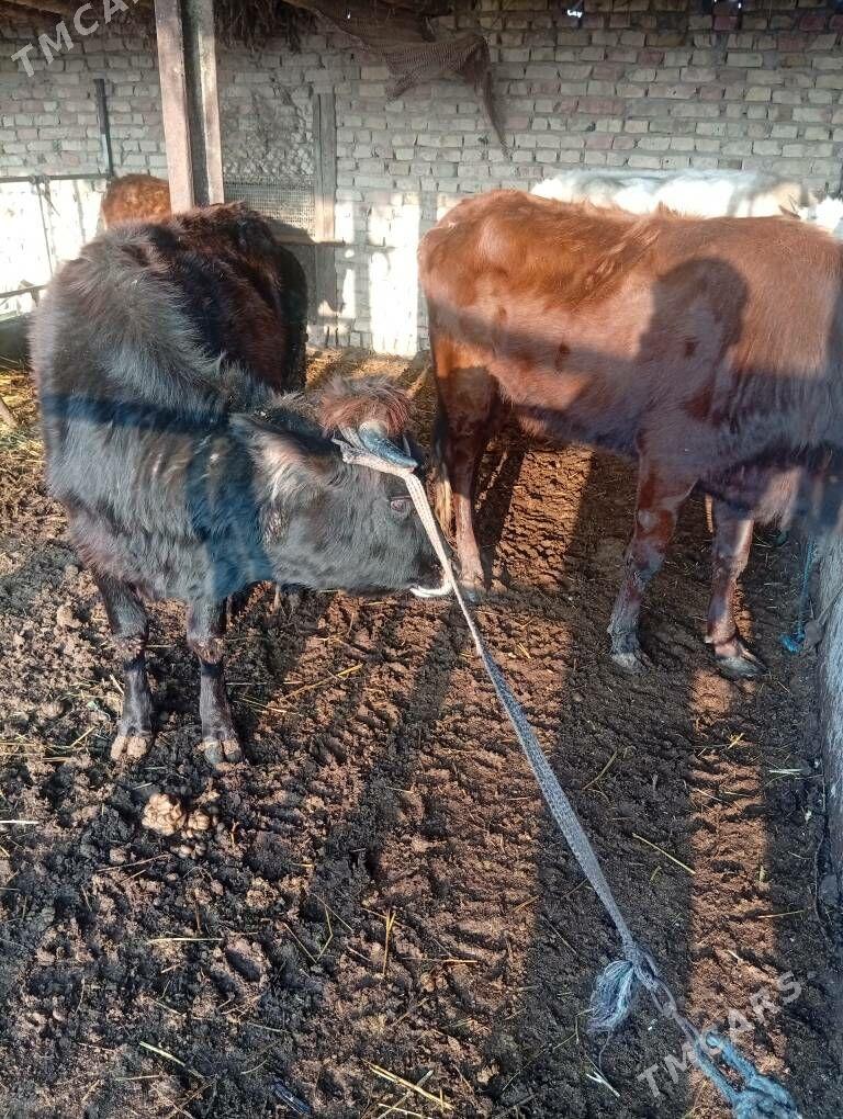 Gunajynlar - Çärjew - img 1